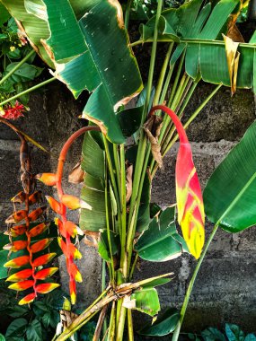 Heliconia 'Istakoz Pençesi' Bitkisi. Kendal Regency, Endonezya 'da sarı kenarlı kırmızı çiçek. Seçici odak.