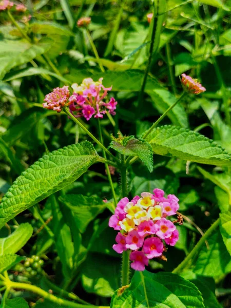 Seçici odaklanma. Pembe Lantana çiçekleri. Phakakrong çiçeği. Yeşil, güzel ve taze arka planda küçük bir bahar..