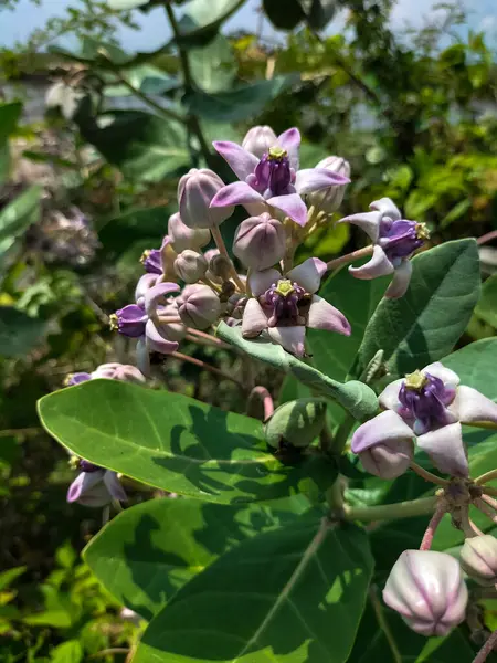 Fresh bloom Purple Crown Flower or Giant Indian Milkweed or Gigantic Swallowwort (Scientific Name : Calotropis Gigantea ) - Floral backdrops in the garden.