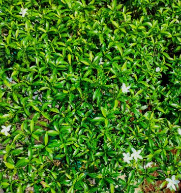 Küçük güzel beyaz Gardenya jasminoides, Tabernaemontana divaricata (Apocynaceae), yaygın olarak çınar çiçeği, crape yasemin, Doğu Hindistan gül bahçesi ve Nero 'nun taç çiçeği ve yaprakları olarak bilinir..