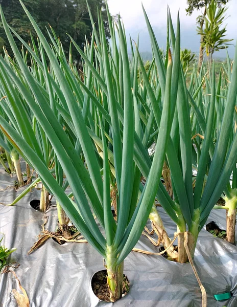 Closeup view of onion plants located in a small village in Sumowono, Central Java, Indonesia. Fresh onion plants.