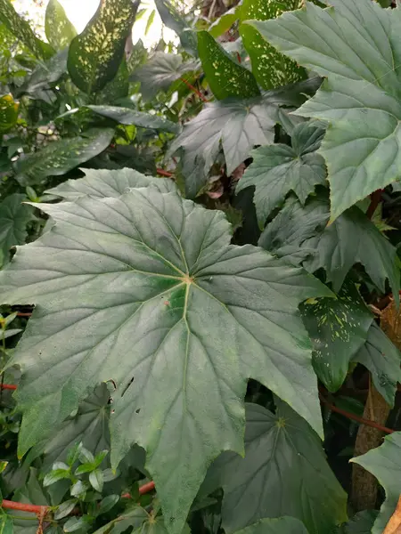 stock image Close up. Begonia palmata in the garden. This is a species of plant in the family Begoniaceae. This species is also part of the order Cucurbitales. Commonly known as Palmated elephants ear.