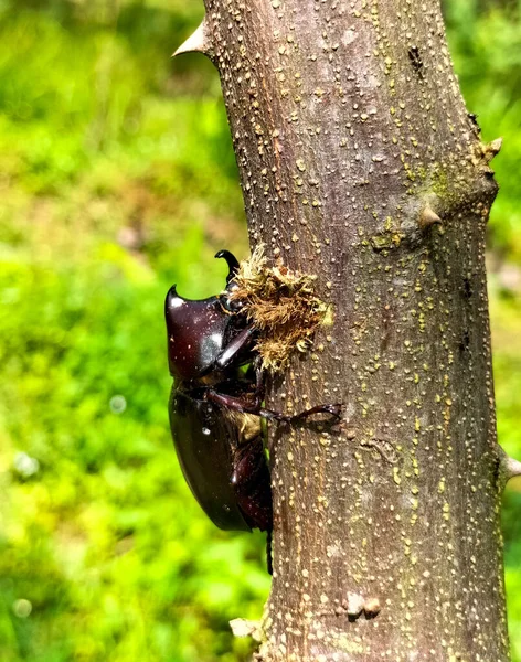 Bir ağacın dallarına tırmanan Avrupa gergedan böceğinin makro görüntüsü. Güzel, doğal bir arka planda büyük bir böceğe yaklaş. Seçici odak.