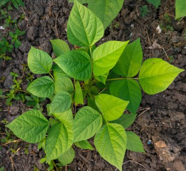 Küçük yeşil bezelye bitkilerinin yakın görüntüsü, bahçedeki doğal bitkiler.