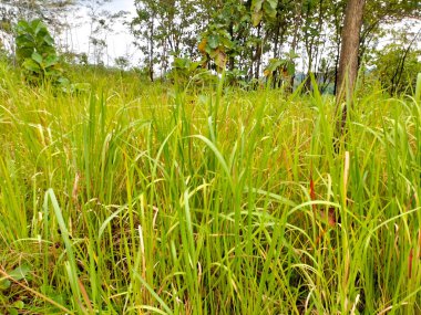 Seçici odaklanma. Asya tropikal savana ormanının doğal manzarası. Endonezya 'da karışık bir çayırlık ekosistem. Yeşil çimen.