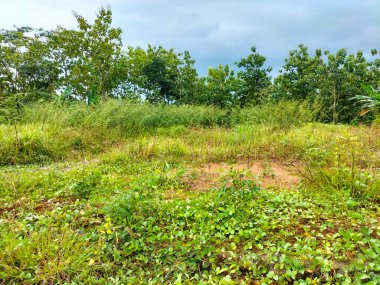 Seçici odaklanma. Asya tropikal savana ormanının doğal manzarası. Endonezya 'da karışık bir çayırlık ekosistem. Yeşil çimen.