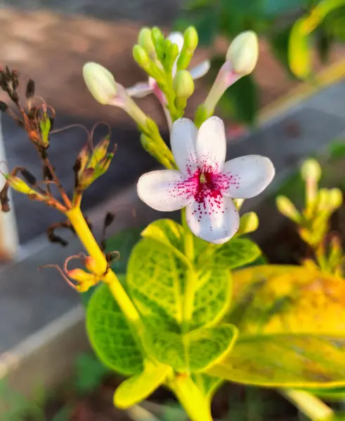 Photo of japanese jasmine flower plant. Its latin name is pseuderanthemum carruthersii. Blurred background.