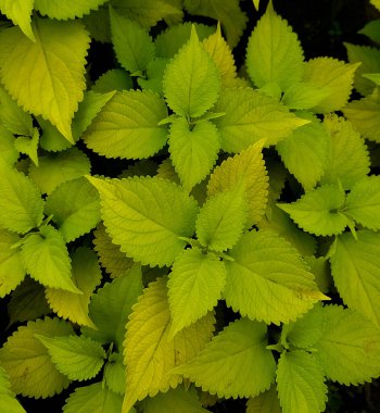 Seçici odaklanma. Solenostemon scutellarioides Lime Delightc. Canlı göz alıcı, yeşil doğal arka planı olan yeşil yeşil limon yeşili bir bitki..
