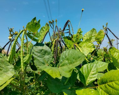 Siyah fasulyelere yakından bak. Yeşil fasulyeler kabuklarda..