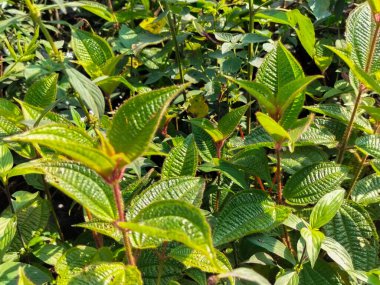 Sabah Clidemia Hiro bitkileri. Büyüyen çalı. Seçici odak.