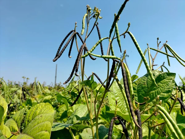Siyah fasulyelere yakından bak. Yeşil fasulyeler kabuklarda..