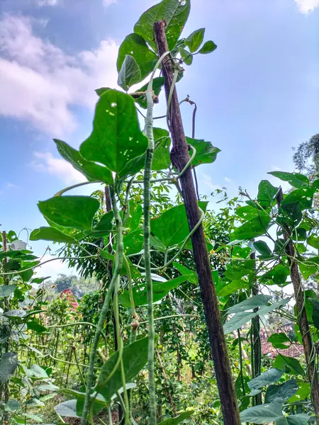 Seçici odaklanma. Uzun fasulye bitkileri mavi gökyüzü arka planına sahip sebze tarlasında yetişiyor..