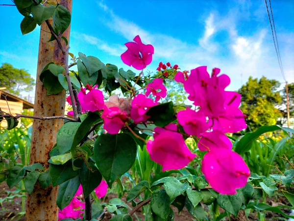 Bougenville flowers are also called paper flowers because the texture of the flower sheath is very thin, almost like paper. Pink bougenville flowers with blue sky background.