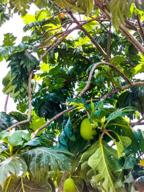 Bahçesinde yeşil yaprakları olan ekmek meyvesi ağacı. Kalın yapraklı tropik ağaç derinden kesilmiş. Çiçek açan ağaç. Zımba. Yakın plan..