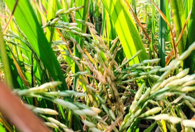 Riceelfd 'de yeşil pirinç, mavi gökyüzü arka planında. Tarım. Meadow.