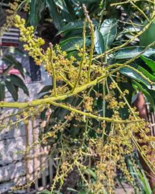 Mango buketi ya da mango çiçeği bahçedeki mango ağaçlarının üzerinde tomurcuklanıyor. Mango çiçekleri ve yaprakları. Dışarıya yakın çekim.. 