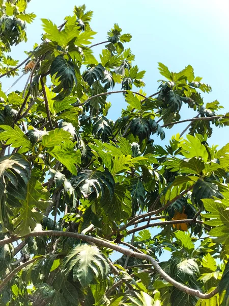 Breadfruit on breadfruit tree with green leaves in the garden. Tropical tree with thick leaves are deeply cut. Flowering tree. Staple food. Close-up.