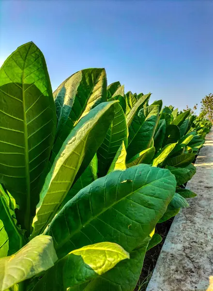 Side view of tobacco plant cultivation field with large black tobacco leaves. Selective focus.