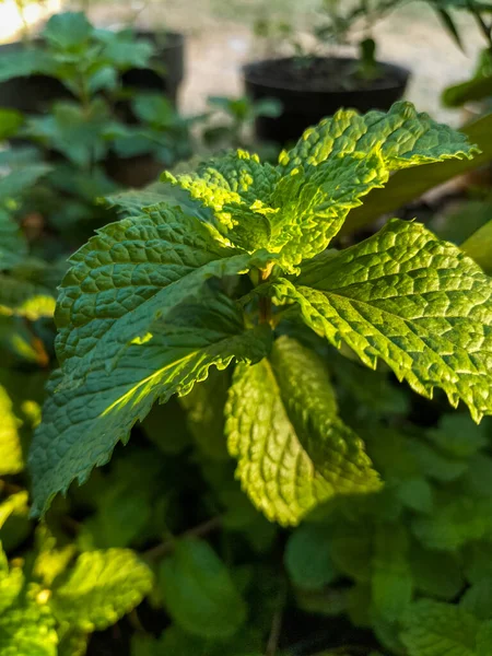 Yakın plan. Naneli şeker. Bahçe nanesi. Nane şekeri. Nane şekeri. Bahçe yatağında nane şekeri.