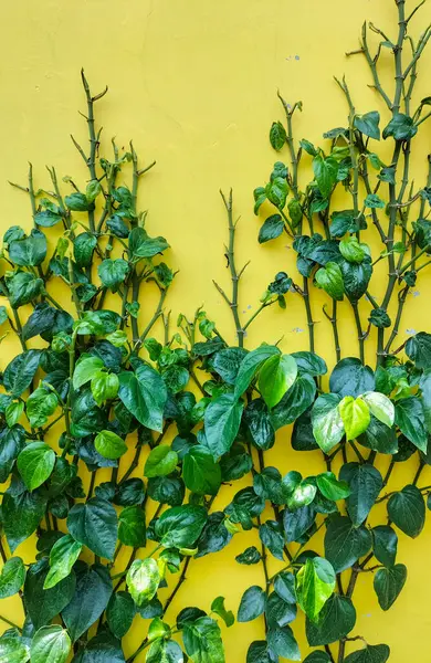 View of Daun Sirih or Betel leaves creeping on a colored wall with green leaves in the shape of love. Betel leaves are herbal leaves that are commonly used for traditional medicine in Indonesia.