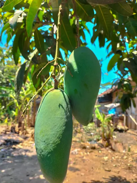 Selective focus. Green Mango fruit, thriving, very green leaves, fruit rich in vitamin C and antioxidants. Young mango fruit by the river, young mango fruit in summer, Indonesia.