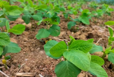 Yakın plan. Tarlada sıra sıra yetişen küçük soya fasulyesi bitkileri. Limbangan. Endonezya.