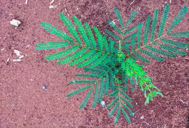 Mimosa Pudica 'nın küçük yaprakları. Hassas yeşil bitki Mimosa Pudica. Yakın plan..