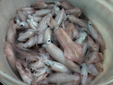 Seçici odaklanma. Balıkçılar tarafından yakalanan mürekkep balığı en yakın pazarda satılmadan önce açık artırmada doğrudan satılır. Mürekkep balığı hala çok taze görünüyor..