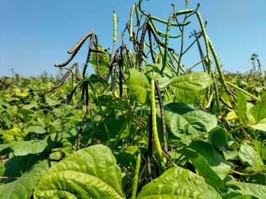 Siyah fasulyelere yakından bak. Yeşil fasulyeler kabuklarda..