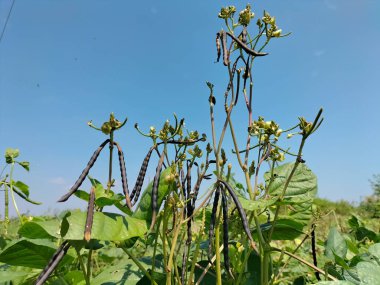 Siyah fasulyelere yakından bak. Yeşil fasulyeler kabuklarda..