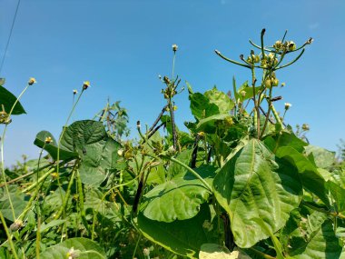 Siyah fasulyelere yakından bak. Yeşil fasulyeler kabuklarda..