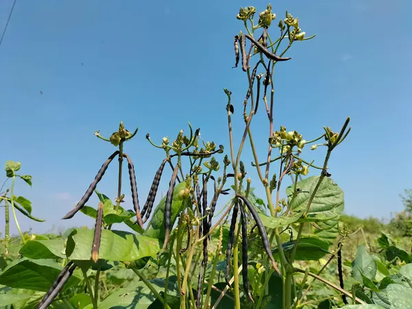 Siyah fasulyelere yakından bak. Yeşil fasulyeler kabuklarda..