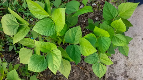 Küçük yeşil bezelye bitkilerinin yakın görüntüsü, bahçedeki doğal bitkiler.