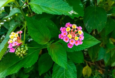 Pembe Lantana çiçeklerinin güzel manzarası Phakakrong çiçeği yeşil güzel ve taze arka planda küçük bir bahar.