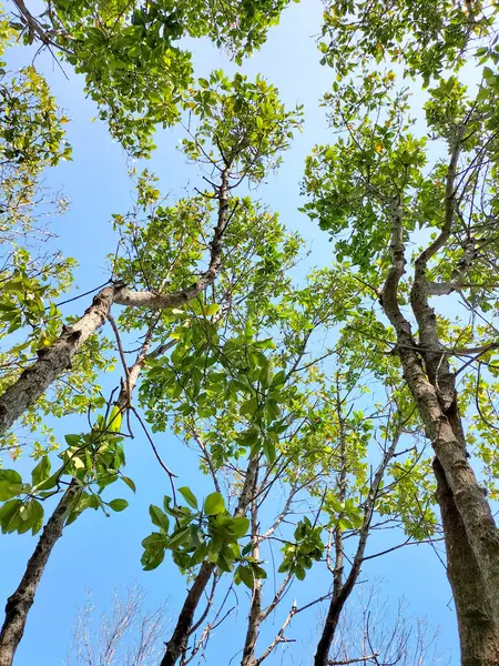 Mangrove trees. Low angle view of green trees. Mangrove branch on blue sky background.
