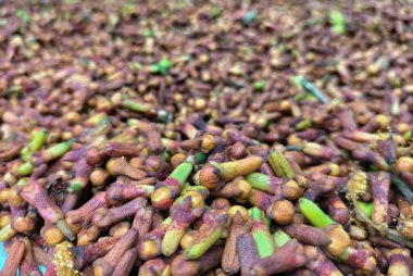 Seçici odaklanma. Sıcak güneşte kuruyan taze karanfil sürüsü. Kurutulmuş çiğ yeşil karanfil çubukları. Çiğ baharat ve bitki..