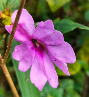 Makro fotografi. Güzel menekşe yasemin çiçeği manzarası. Nehrin kıyısında yetişen mor çiçekler..