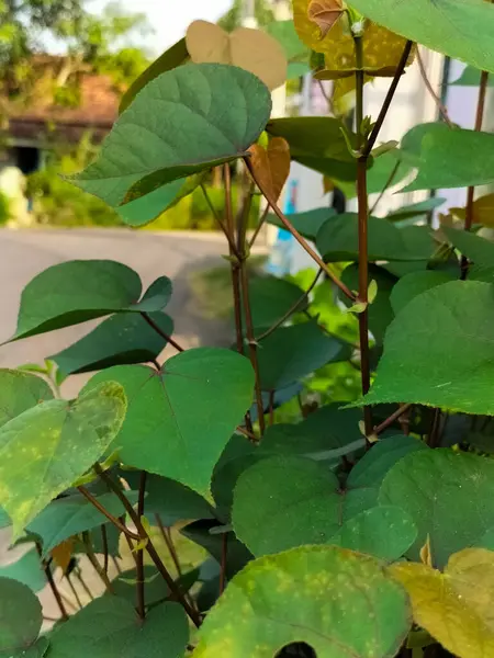 Seçici odaklanma. Huzurlu, güzel doğal duygular. Doğanın güzelliğinin tadını çıkar her derde deva. Hibiscus yaprakları.