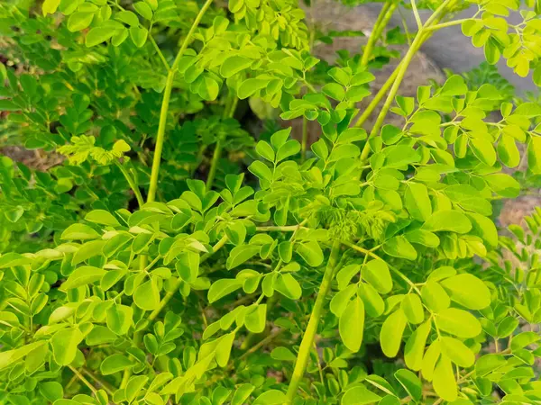 Doğa arka planında moringa yeşil yapraklarının yakın görünümü.
