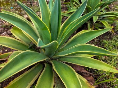 Seçici odaklanma. Dev Agave Americana Endonezya 'daki Celosia Park' ta yakalandı..