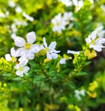 Seçici odaklanma. Beyaz Tayvan güzeli, cuphea hyssopifolia, sahte heather, Ungaran, Central Java, Endonezya.