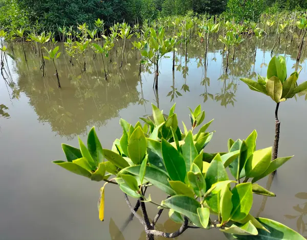 stock image Collection of small mangrove plant in Central Java, Indonesia. Selective focus.