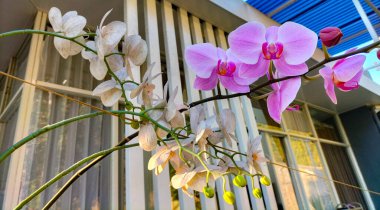 Yakın plan. Doğa konsepti. Pembe mor orkide çiçeği ve bulanık gri arkaplanı olan yeşil yapraklar.. 