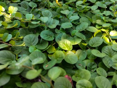 Yakın plan. Küçük yapraklar arka plan. Küçük yaprak dokusu.