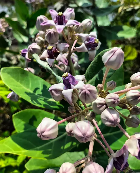 Fresh bloom Purple Crown Flower or Giant Indian Milkweed or Gigantic Swallowwort (Scientific Name : Calotropis Gigantea ) - Floral backdrops in the garden.