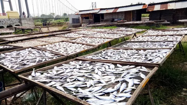 Dried fish, to be used as dried salted fish