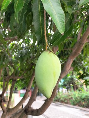 Seçici odaklanma. Bahçedeki ağaçta mango. Tatlı meyveler.