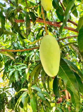 Seçici odaklanma. Bahçedeki ağaçta mango. Tatlı meyveler.