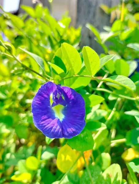 stock image Butterfly pea flowers or pea flowers bloom in the garden. Telang flower is very suitable for making herbal tea and processed foods. Selective focus