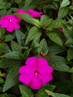 Purple Impatiens 'ın yakın görüntüsü. Meşgul Lizzie (Impatiens Walleriana), Endonezya 'nın başkenti Kendal' da Balsam, Sultana veya Impatiens olarak da bilinir..